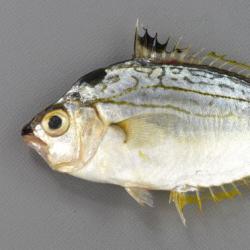 ヒイラギ 魚類 市場魚貝類図鑑