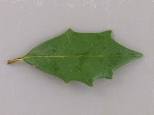 クリックで拡大表示