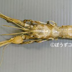 オサテエビ 甲殻 市場魚貝類図鑑