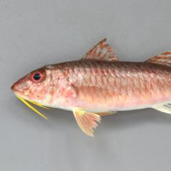 海外で安く売られている日本の高級魚は何ですか Quora