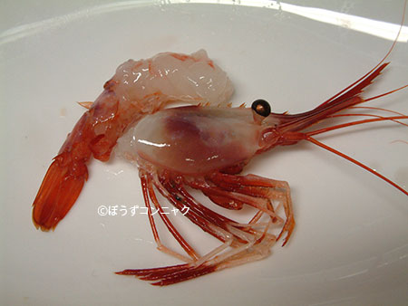 ブドウエビの刺身