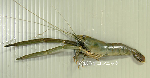 ヒラテテナガエビ 甲殻 市場魚貝類図鑑 ヒラテテナガエビ 甲殻 市場魚貝類図鑑