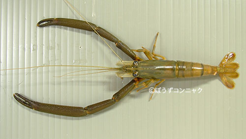 ヒラテテナガエビ 甲殻 市場魚貝類図鑑 ヒラテテナガエビ 甲殻 市場魚貝類図鑑