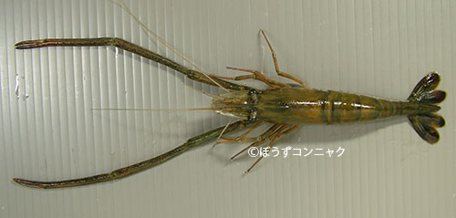 ミナミテナガエビ 甲殻 市場魚貝類図鑑 ミナミテナガエビ 甲殻 市場魚貝類図鑑