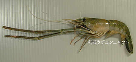ミナミテナガエビ 甲殻 市場魚貝類図鑑 ミナミテナガエビ 甲殻 市場魚貝類図鑑