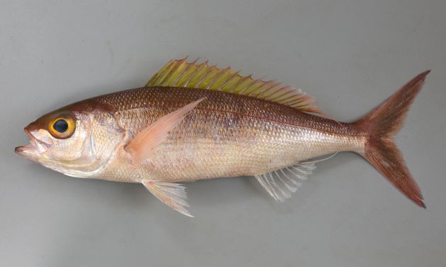50cm SL 前後になる。細長く赤みがかる。目の色はややくすんだ黄色。背鰭は黄色みがかることはあるが他の鰭は透明か赤みを帯びる。尾鰭は全体に赤褐色だが後縁がとくに赤いというわけではない。頭部は小さく、体高は低い。