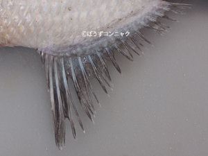 クリックで拡大表示