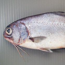 ギンメダイ 魚類 市場魚貝類図鑑 ギンメダイ 魚類 市場魚貝類図鑑