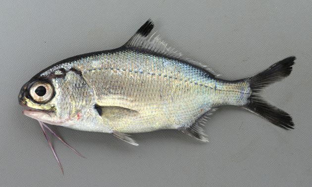 SL 20cm前後になる。小型魚。体は即へんして腹鰭は前方にある。下顎に１対の触鬚（ひげ）がある。吻端（最前部）は上顎よりも後ろにある。背鰭、尾鰭に黒い斑紋がある。