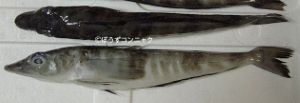 コオリカマスのサムネイル写真