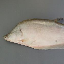 Chitala属について＆生物一覧ー | 市場魚貝類図鑑