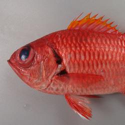 アカマツカサ 魚類 市場魚貝類図鑑 アカマツカサ 魚類 市場魚貝類図鑑
