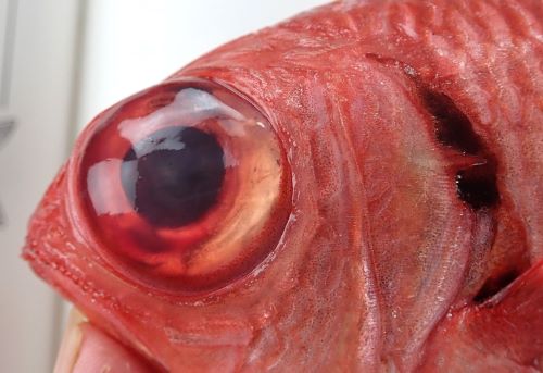 アカマツカサ 魚類 市場魚貝類図鑑 アカマツカサ 魚類 市場魚貝類図鑑