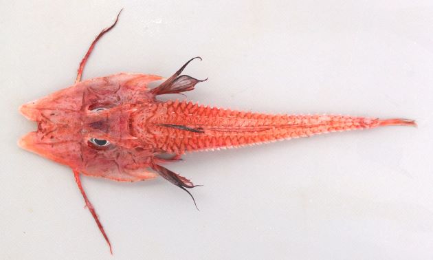 23cm SL 前後になる。キホウボウ科では大型。体は骨板をこうむる。吻のとっきはほぼ正三角形。前鰓蓋骨に強い棘がある。上下顎に歯がない。下顎に10対の髭がある。