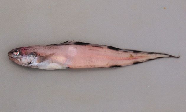 SL18cm前後になる。細長く頭部に目をまたぐ縦縞がある。背鰭、腹鰭に黒い斑紋がある。