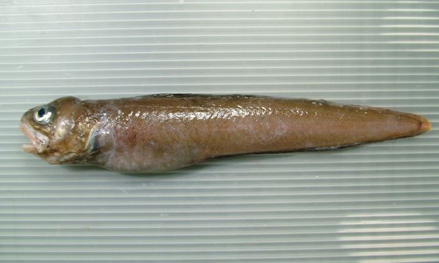20cm SL 前後になる。やや側へんし、細長い。背鰭・臀鰭は非常に長く尾鰭と繋がり一体化している。腹鰭はひも状で下顎についている。体は褐色で長楕円形の斜めに並ぶ鱗が目立つ。