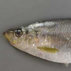ヒラ 魚類 市場魚貝類図鑑