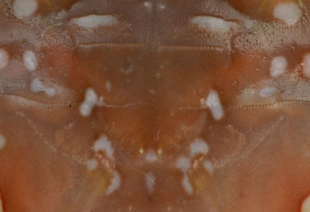 アカイシガニと非常に似ているが、アカイシガニの甲の表面には毛が密集しているのに対して、甲の表面はすべすべしている。