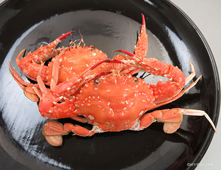 アカイシモドキの塩ゆで