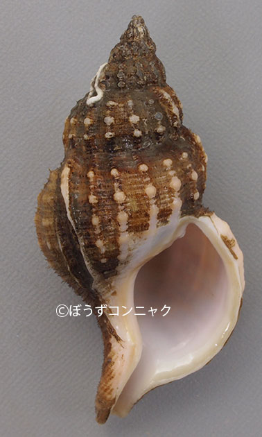 カブトアヤボラの形態写真