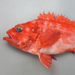 アコウダイ | 魚類 | 市場魚貝類図鑑