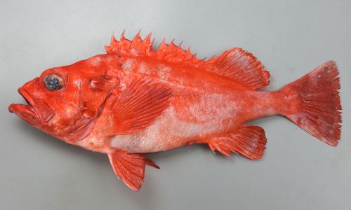 あかうお アコウダイ | 魚類 | 市場魚貝類図鑑