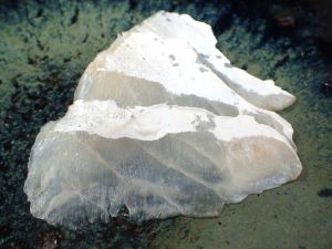 クリックで拡大表示 ヒラスズキのお造り