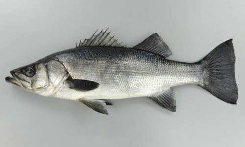 ヒラスズキ 魚類 市場魚貝類図鑑