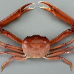 エンコウガニ科について 生物一覧ー 市場魚貝類図鑑