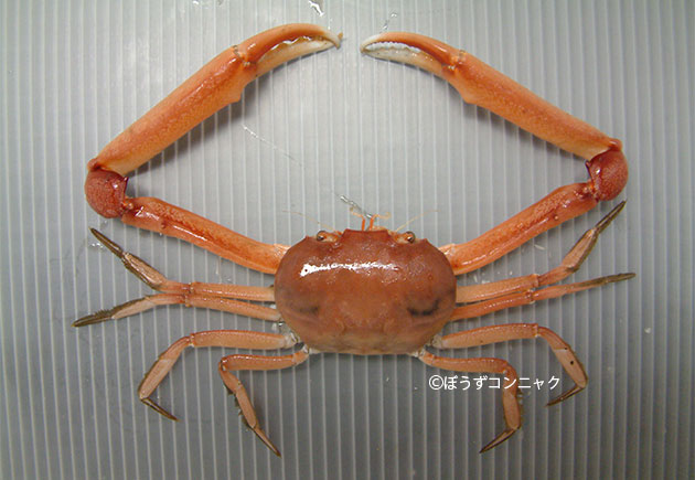 甲長50ミリ前後になる。甲はすべすべして赤みを帯び、雄は著しく鉗脚(はさみ)が長い。