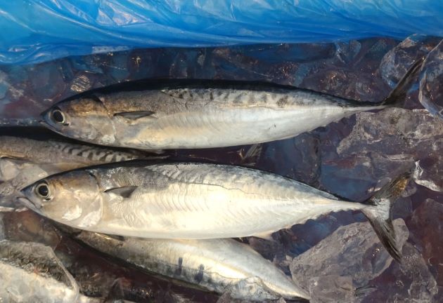 超お得14キロ スボタ 大物釣り 餌 ヒラソウダカツオ 1キロ3匹