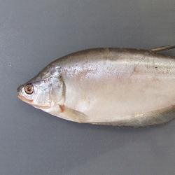 ブロンズフェザーバック 魚類 市場魚貝類図鑑 ブロンズフェザーバック 魚類 市場魚貝類図鑑