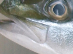ヒラマサ 魚類 市場魚貝類図鑑 ヒラマサ 魚類 市場魚貝類図鑑