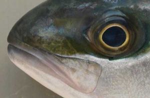 ヒラマサ 魚類 市場魚貝類図鑑