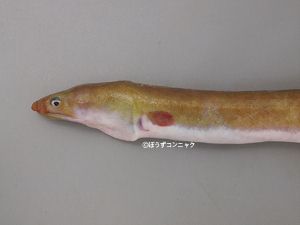 イナカウミヘビ 魚類 市場魚貝類図鑑