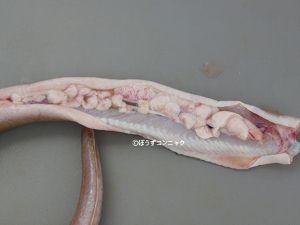 クリックで拡大表示