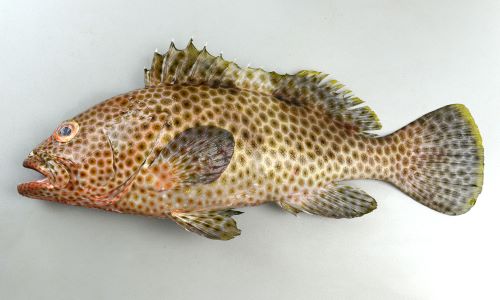 体長40cm前後になる。ヒトミハタ、キビレハタなどと比べて紡錘形で頭部はあまり低くなく尖った印象を受けない。前半の斑紋は濃いめの暗色斑が黄土色で縁取りされ、背部から後半は網目状になる。背鰭下に目立った褐色斑はない。背鰭始部・背鰭中心部・柄部に斑紋が薄い部分がある。