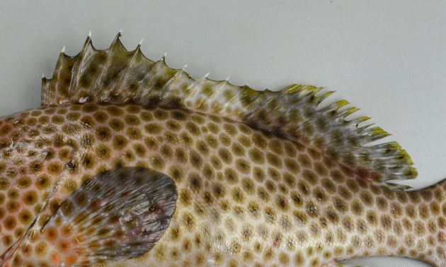 背鰭下に目立った褐色斑はない。背鰭始部・背鰭中心部・柄部に斑紋が薄い部分がある。