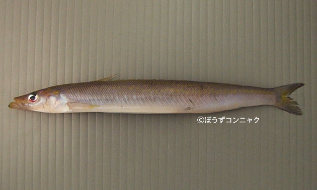 タイワンイカナゴ 魚類 市場魚貝類図鑑