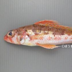ヒメ 魚類 市場魚貝類図鑑 ヒメ 魚類 市場魚貝類図鑑