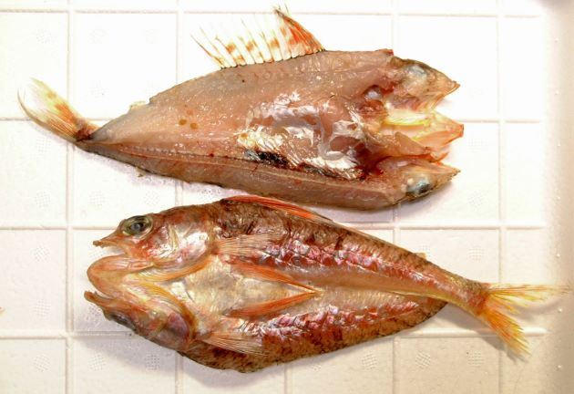 ヒメ | 魚類 | 市場魚貝類図鑑