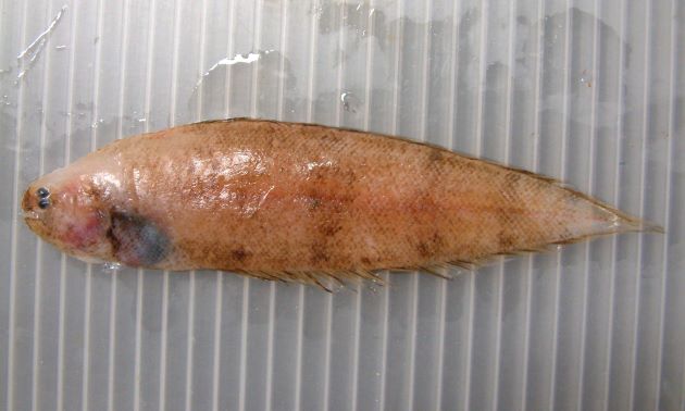 体長10センチ前後になる。細長く有眼部に薄い褐色の横縞がある。口は前方に向かってまっすぐにつく。2004年３月　沼津魚市場　底引き網