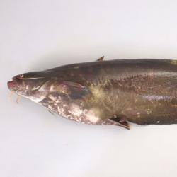 イワトコナマズ 魚類 市場魚貝類図鑑