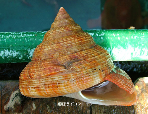 ベニオキナエビスの形態写真