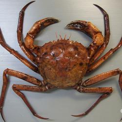 蟹　剥製　標本　オオエンコウガニ　雄 オオエンコウガニ | 甲殻 | 市場魚貝類図鑑