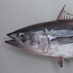 ビンナガマグロ ビンチョウマグロ 市場魚貝類図鑑 ビンナガマグロ ビンチョウマグロ 市場魚貝類図鑑