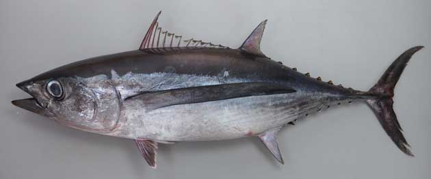 ビンナガマグロ ビンチョウマグロ 市場魚貝類図鑑
