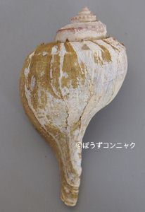 クリックで拡大表示