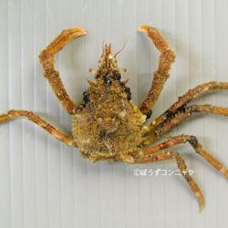 ヤマトオサガニ（Macrophthalmus (Mareotis) japonicus）の画像集