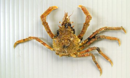 【★安心の定価販売★】 ケセンガニ | 甲殻 | 市場魚貝類図鑑 生鮮魚介類・水産加工品